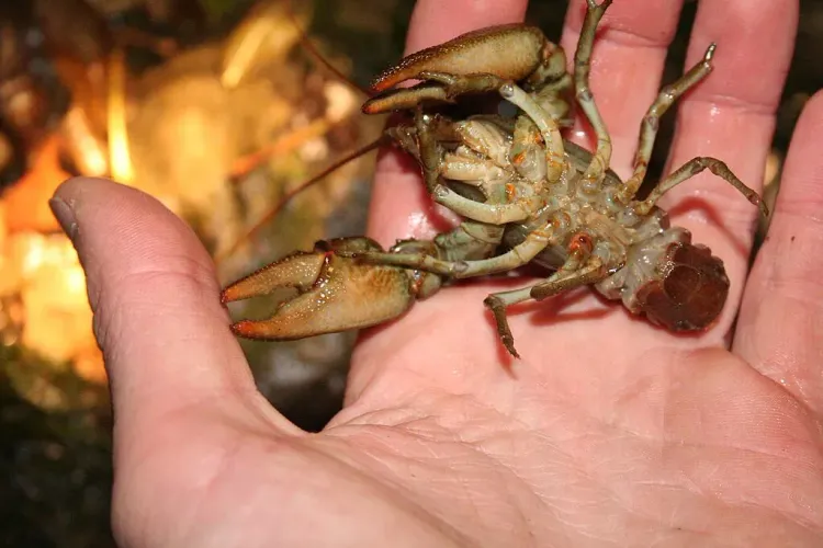 Il n'y a pas d'image pour ce contenu