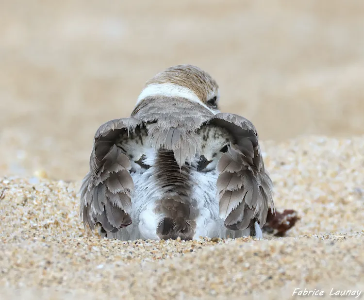 Il n'y a pas d'image pour ce contenu