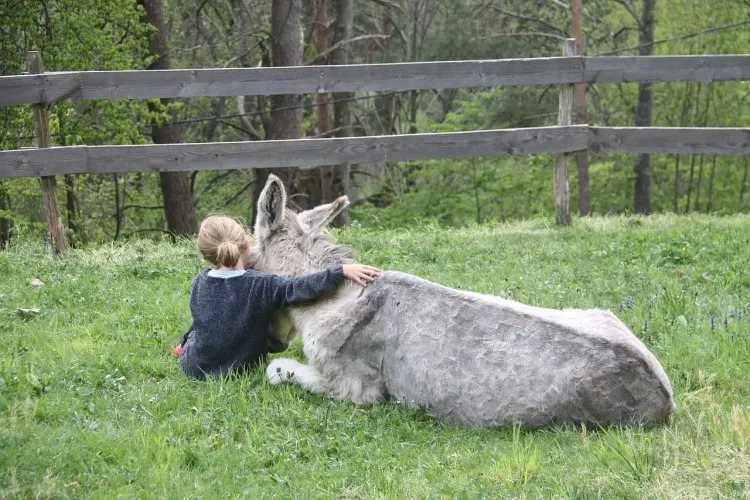 Il n'y a pas d'image pour ce contenu