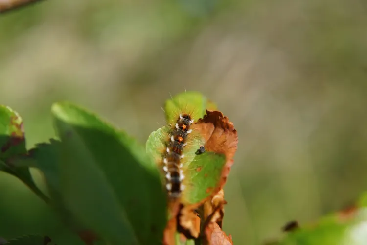 Il n'y a pas d'image pour ce contenu