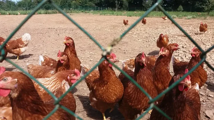 Il n'y a pas d'image pour ce contenu