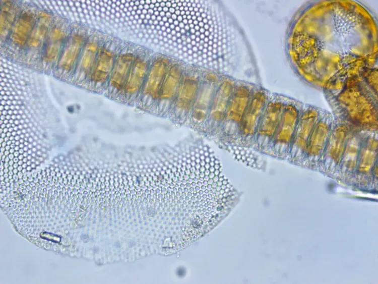 Il n'y a pas d'image pour ce contenu