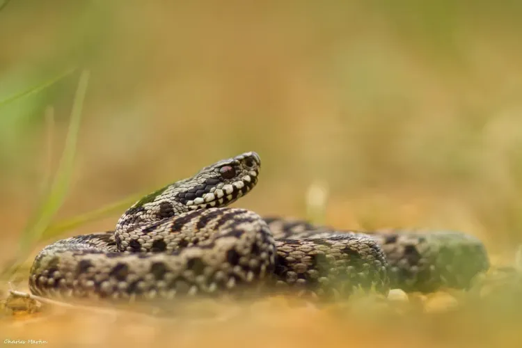 Il n'y a pas d'image pour ce contenu